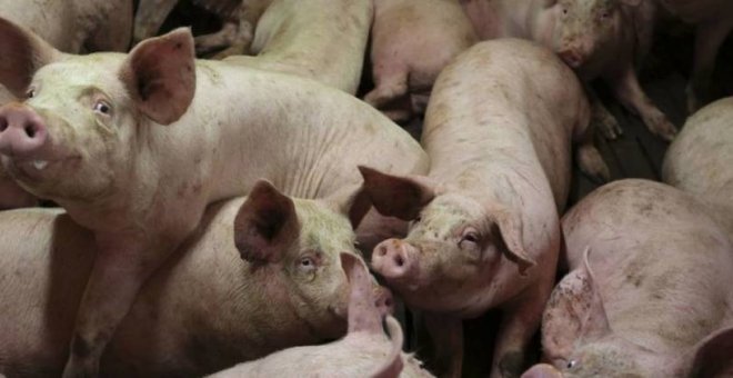 Un grupo de cerdos en una granja. REUTERS