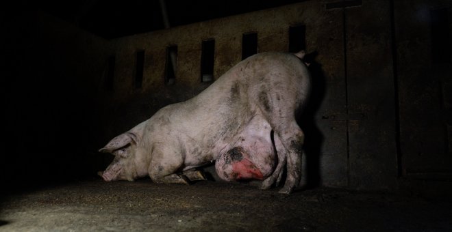 Uno de los cerdos aparecidos en el programa de Salvados. IGUALDAD ANIMAL