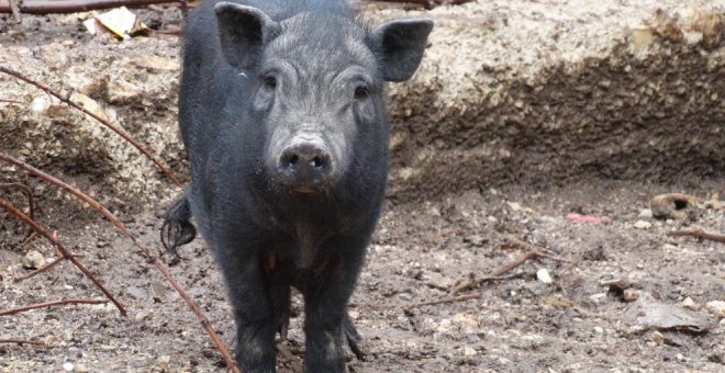 Uno de los cerdos vietnamitas rescatados en estado de abandono de una finca de Tarragona. / FAADA
