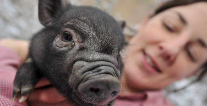 Un cerdo vietnamita a los pocos días de nacer. EFE