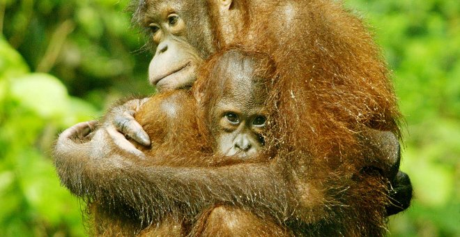 Una orangután sostiene a su cría en un centro de rehabilitación. /REUTERS