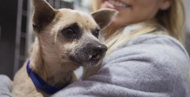 El perro Lucky, podrá alimentarse con normalidad tras la operación. Hospital Veterinario València Sur