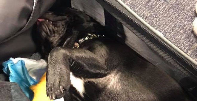 Foto del perro que murió en un vuelo de United Airlines publicada en el Facebook de June Lara.