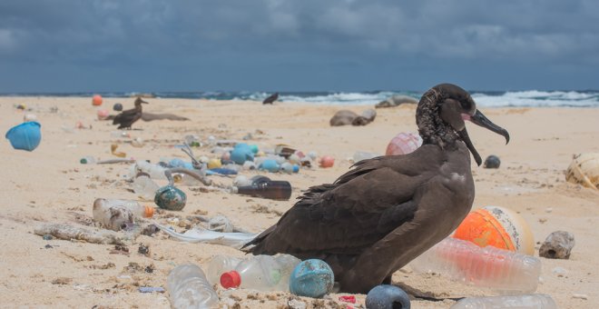 Aves en una playa cubierta de restos plásticos. THE OCEAN CLEANUP