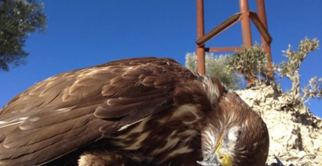Un águila afectada por un tendido eléctrico. SIECE