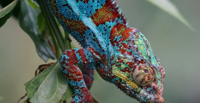 Como la piel de los camaleones, un nuevo material basado en polímeros es capaz de variar su color entre tonos azulados y rojizos dependiendo de la tensión que se ejerza sobre él. / Pixabay