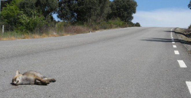 La atracción fatal de los zorros hacia las carreteras. / SINC