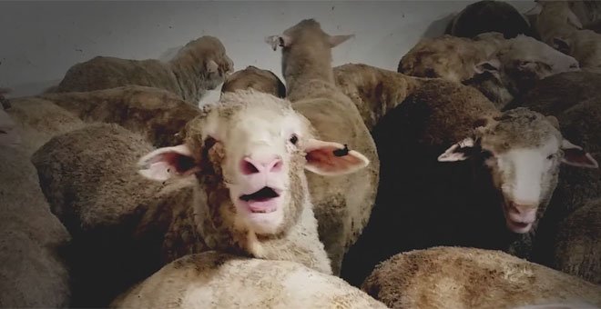 Captura del vídeo difundido por Animals Australia que denuncia el maltrato que sufren las ovejas durante su transporte.