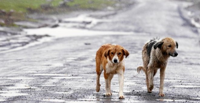 Perros abandonados en la carretera - EFE