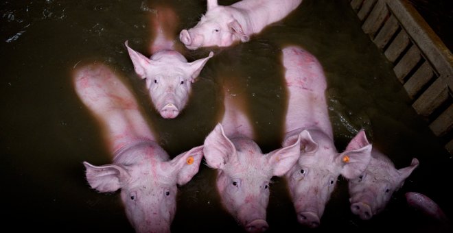 Animales atrapados y abandonados en granjas de Remolinos y Villafranca del Ebro, (Zaragoza) durante las riadas por el desbordamiento del río Ebro. AITOR GARMENDIA (TRAS LOS MUROS)