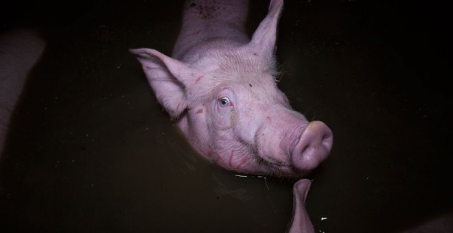 Uno de los cerdos abandonado en la riada en Villafranca del Ebro. FILMINGFORLIBERATION