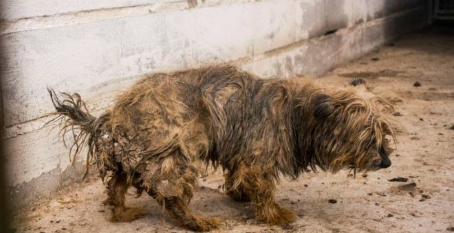 Uno de los perros del criadero Aguas Claras de Tres Cantos, fotografiado por la Asociación Veggie for Animals.