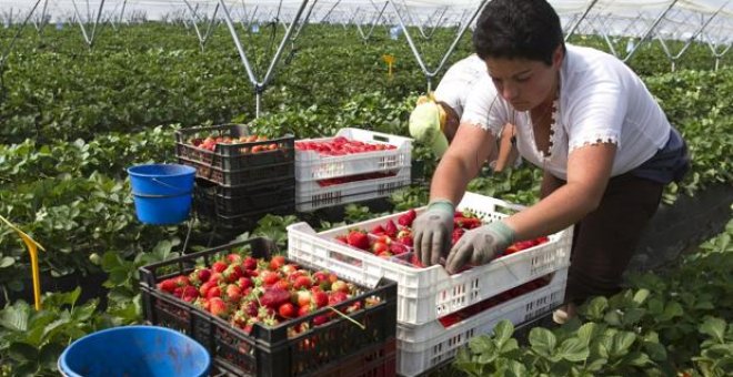 rabajadores en un campo de fresas de Palos de la Frontera - EFE/ JULIÁN PÉREZ