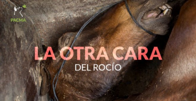Como cada año, PACMA denuncia las excesivas muertes de caballos en El Rocío.