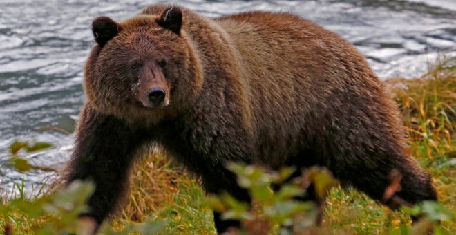 Un oso pardo costero camina a lo largo de las orillas del río Chilkoot cerca de Haines, Alaska, el 7 de octubre de 2014. REUTERS/Bob Strong/Archivo