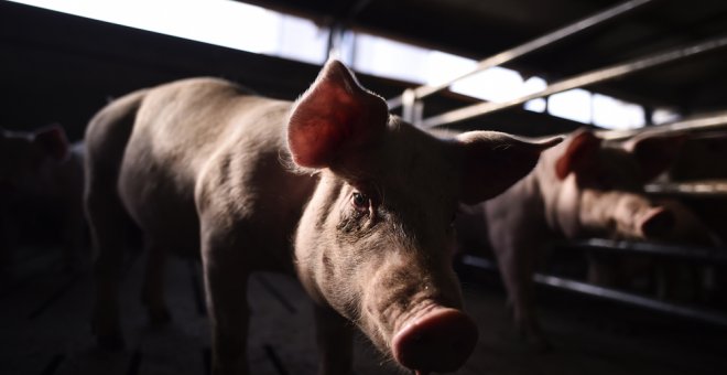 Un cerdo en una granja industrial. AFP