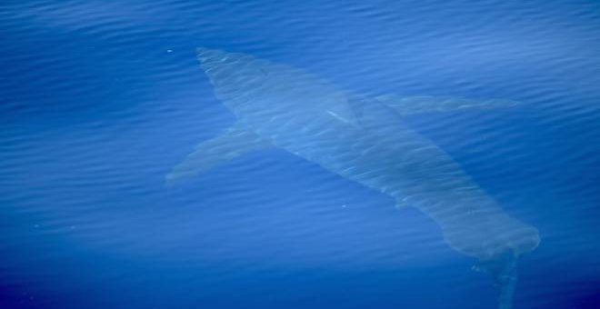 Tiburón blanco de cinco metros avistado en aguas de Cabrera. ALNITAK / Beat von Niederhaeusern