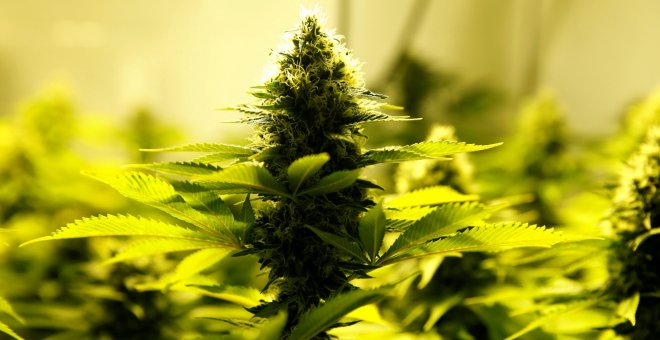 Una planta de marihuana en un cultivo de interior.- REUTERS