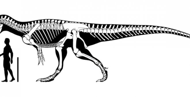 Se cree que los restos pertenecen probablemente a un Torvosaurus o Megalosaurus. Museo del Jurásico de Asturias