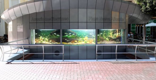 El acuario municipal de Plaza Nueva. Ayuntamiento de Alicante.