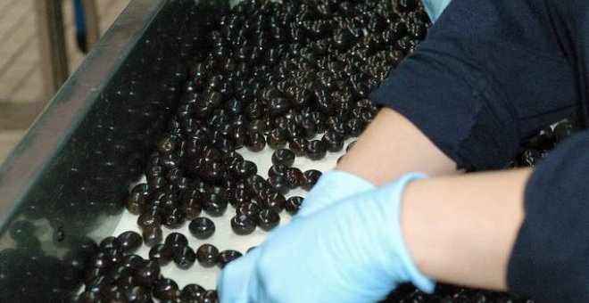 EEUU avanza hacia la imposición de aranceles sobre la aceituna negra española