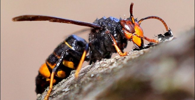 Ejemplar de avispa velutina. / EFE