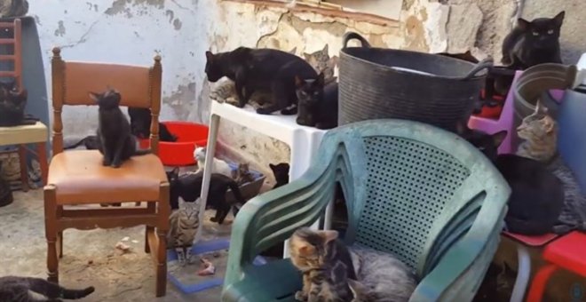 Gatos hacinados en el piso de Málaga - Policía Local de Málaga