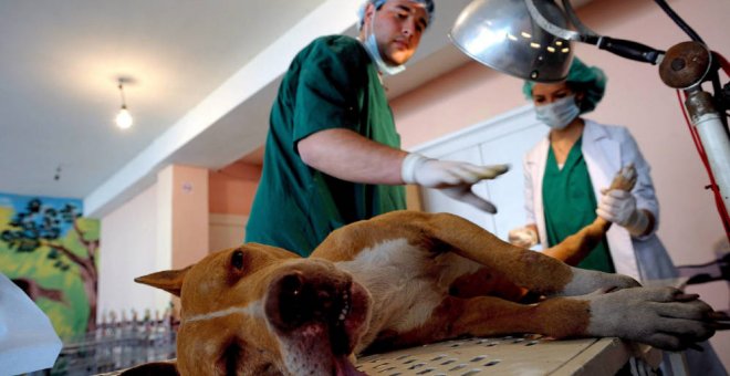 Un veterinario prepara a un perro para intervenirle quirúrgicamente.- EFE