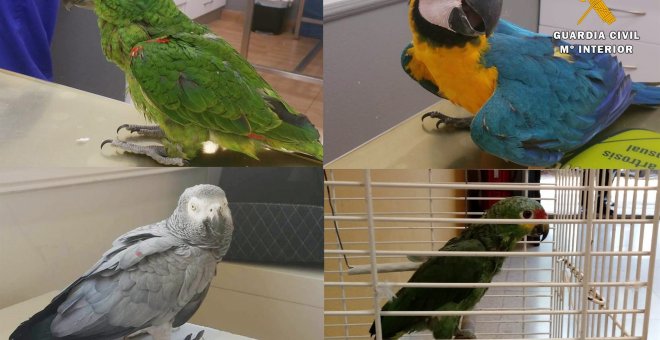Algunas de las aves que robaron y que han sido rescatadas gracias al trabajo de la Guardia Civil | Foto: Guardia Civil