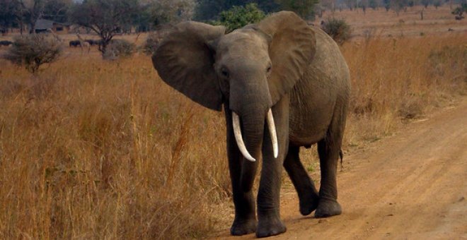 Un elefante africano en Tanzania. / Eleanor Yarisse