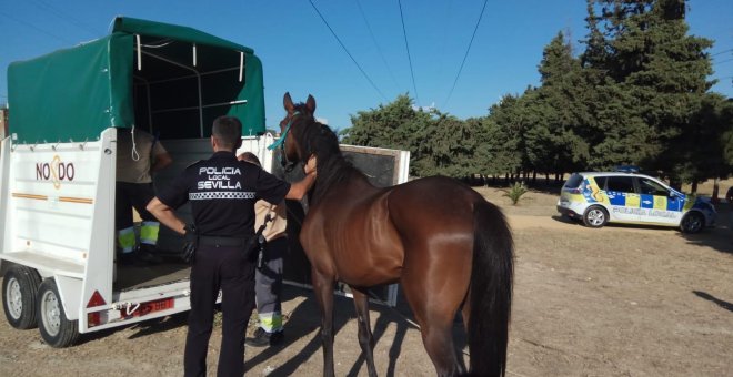 El animal se encontraba atado con una cuerda a un árbol. / AYUNTAMIENTO DE SEVILLA