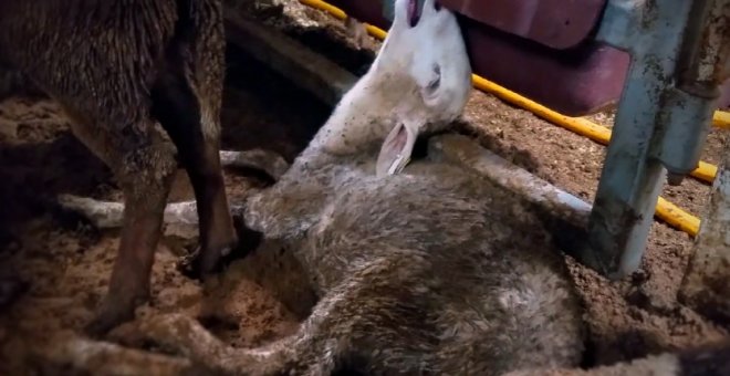 Imagen de una de las ovejas agonizantes transportadas por Emanuel Exports desde el oeste de Australia. Animal Australia.