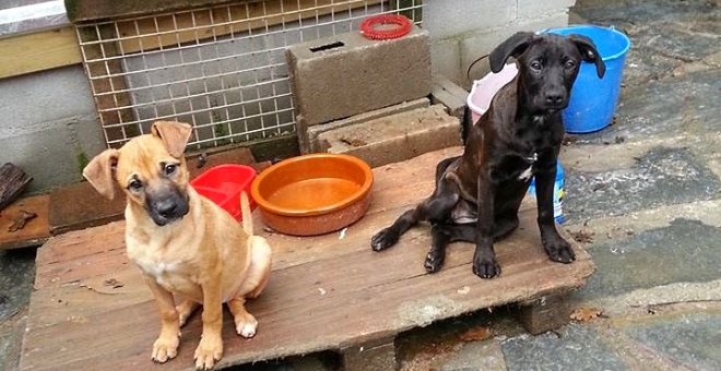 Dos perritos en el refugio gestionado por la Asociación Amigos de los Perros de Carballo.