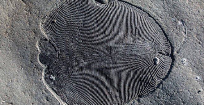 Restos fósiles de Dickinsonia / Ilya Bobrovskiy