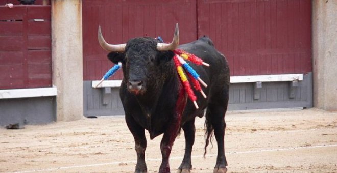 Un toro maltratado en una corrida. Foto: Manuel González Olaechea y Franco / Creative Commons.