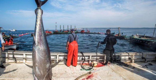 Un grupo de pescadores capturan atunes en aguas de Barbate (Cádiz).- EFE