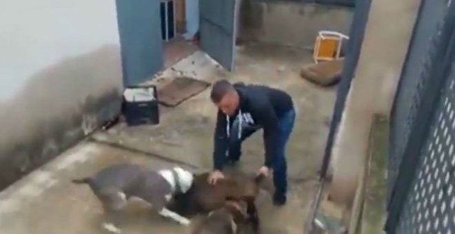 Imagen del video difundido por Pacma en el que se ve a un jabato atacado por dos perros
