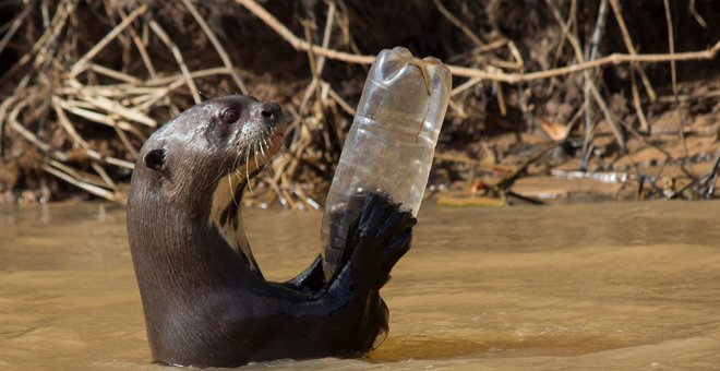 Una nutria gigante juega con una botella de plástico en Australia. WWF