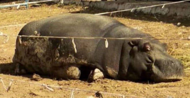 Los animalistas denuncian que el hipopótamo del circo sufre bajo el sol "de forma continuada, sin sombra". / FEGRAPA