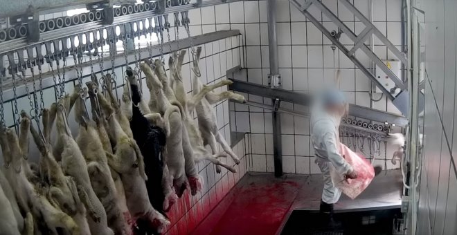 Equalia denuncia a un matadero segoviano por la extrema brutalidad hacia sus animales