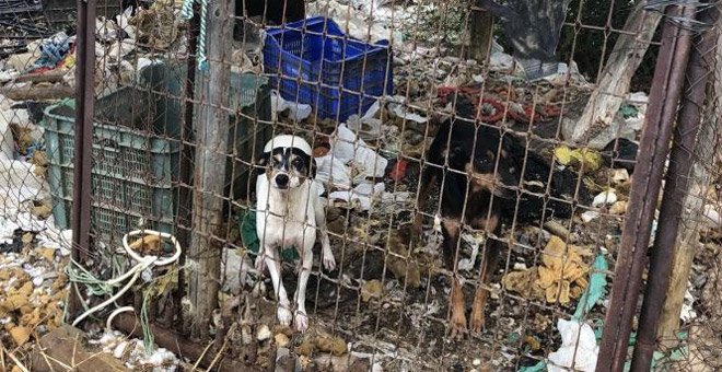 Perros maltratados en Vélez-Málaga. / POLICÍA NACIONAL