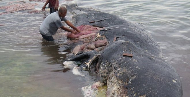 Dos personas retiran trozos de plástico del estómago de una ballena en el Parque Nacional Marino de Wakatobi (Indonesia).- REUTERS