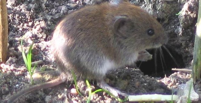 El topillo rojo se reproduce en función del miedo que la hembra perciba | Wikimedia