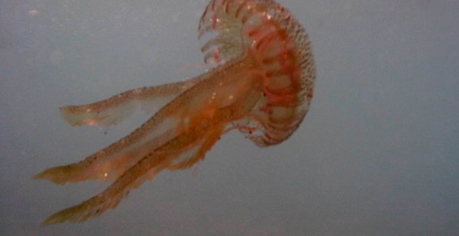 Una medusa en Ricón de la Victoria, Málaga. GREENPEACE