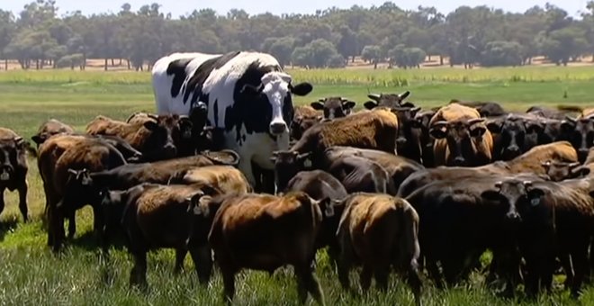 La vaca Knickers mide el doble que sus compañeras en una granja australiana.