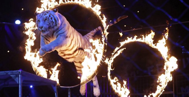 Bilbao prohíbe los circos con animales salvajes. EFE