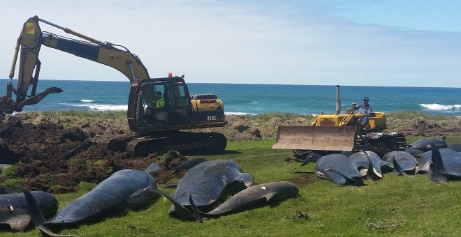 Una excavadoras se preparan para enterrar a las ballenas varadas en una playa de Nueva Zelanda. /REUTERS
