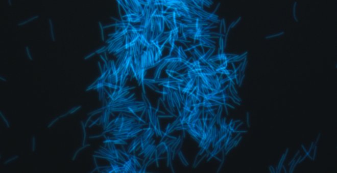 Metanobacterias encontradas en sedimentos marinos, vistas al microscopio de fluorescencia./ JAMSTEC