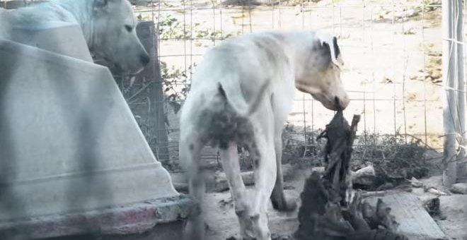 Una captura del vídeo en el que la ONG Equalia denuncia el espeluznante caso de maltrato a unos perros.