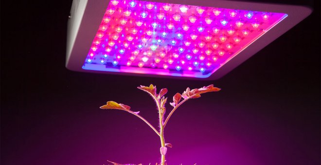 Planta cultivada con iluminación led./PRBX